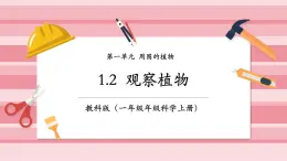 【大单元核心素养】教科版科学一年级上册1.2《观察植物》单元整体设计+课件+教案