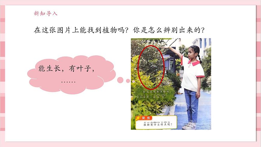 【大單元整體教學(xué)】1.2《觀察植物》課時(shí)課件第3頁