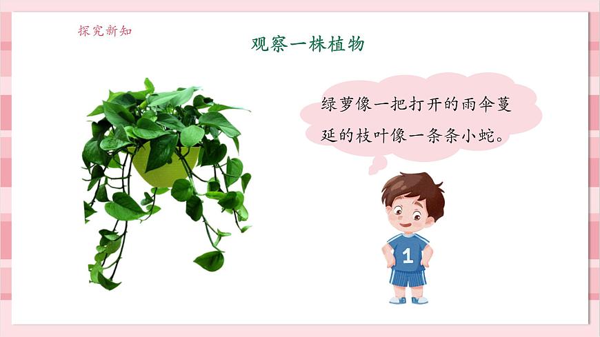 【大單元整體教學(xué)】1.2《觀察植物》課時(shí)課件第7頁