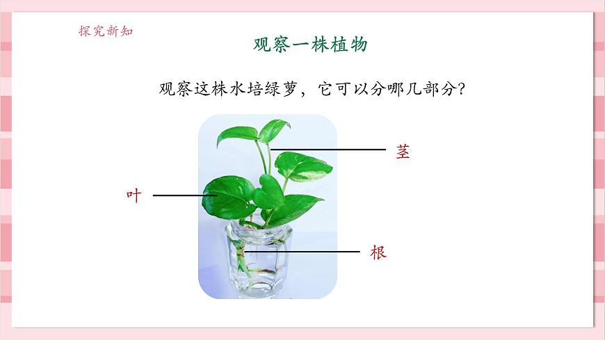 【大單元整體教學(xué)】1.2《觀察植物》課時(shí)課件第8頁