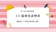 小学科学教科版（2024）一年级上册（2024）3. 植物长在哪里一等奖ppt课件