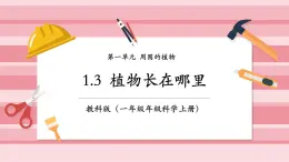 【大单元核心素养】教科版科学一年级上册1.3《植物长在哪里》单元整体设计+课件+教案+素材