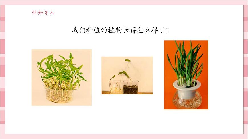 【大單元整體教學(xué)】1.4《給植物畫張“像”》課時(shí)課件第3頁(yè)