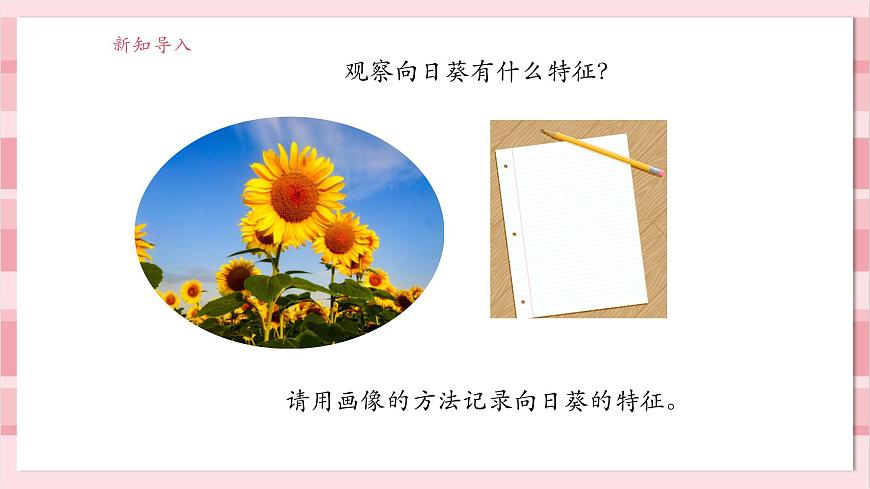 【大單元整體教學(xué)】1.4《給植物畫張“像”》課時(shí)課件第5頁(yè)