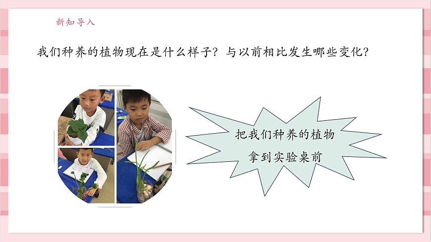【大單元整體教學(xué)】1.5《植物的變化》課時(shí)課件第4頁(yè)