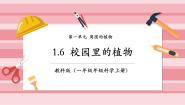 教科版（2024）一年级上册（2024）6. 校园里的植物完整版ppt课件