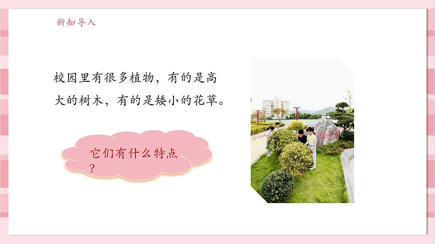 【大單元整體教學(xué)】1.6《校園里的植物》課時(shí)課件第3頁(yè)