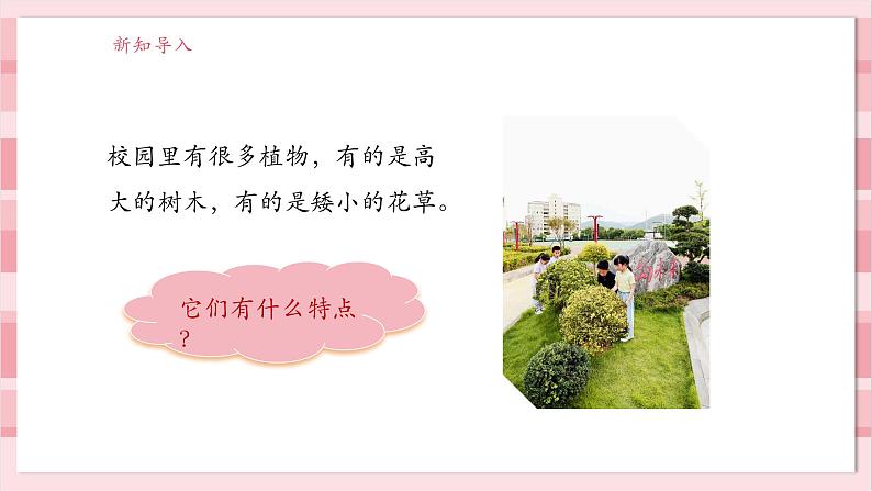 【大单元整体教学】1.6《校园里的植物》课时课件第3页