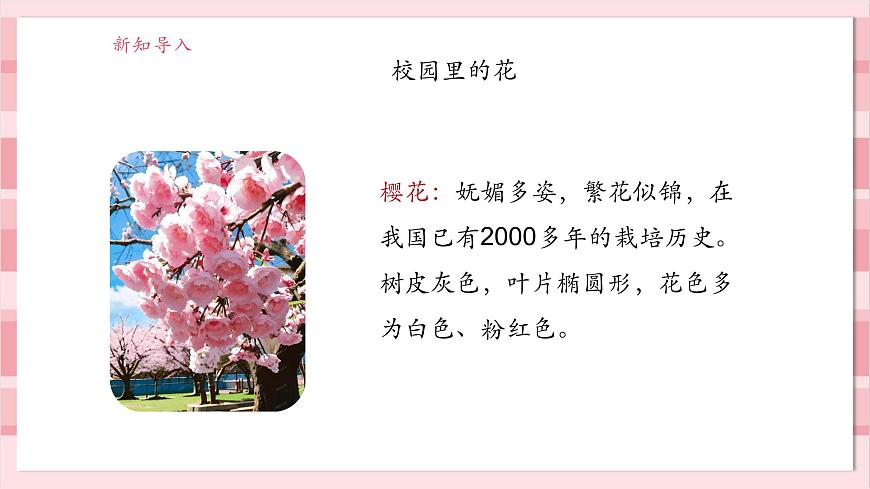 【大單元整體教學(xué)】1.6《校園里的植物》課時(shí)課件第4頁(yè)