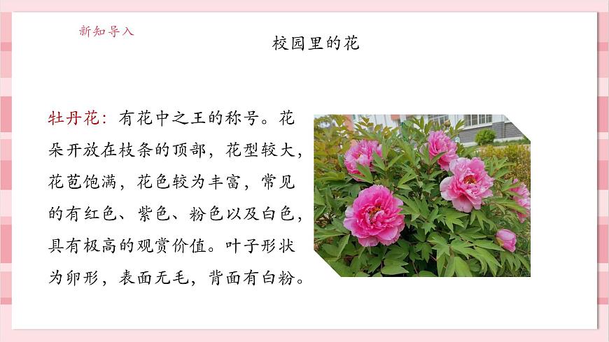 【大單元整體教學(xué)】1.6《校園里的植物》課時(shí)課件第5頁(yè)