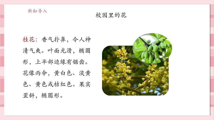 【大單元整體教學(xué)】1.6《校園里的植物》課時(shí)課件第6頁(yè)