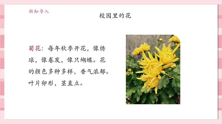 【大單元整體教學(xué)】1.6《校園里的植物》課時(shí)課件第7頁(yè)