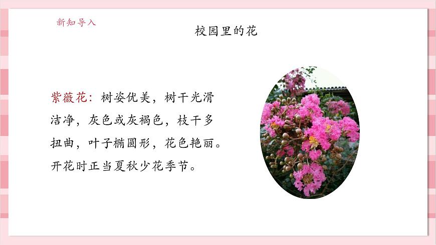 【大單元整體教學(xué)】1.6《校園里的植物》課時(shí)課件第8頁(yè)