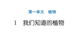 2024教科版科学一年级上册第一单元植物1我们知道的植物 作业课件ppt