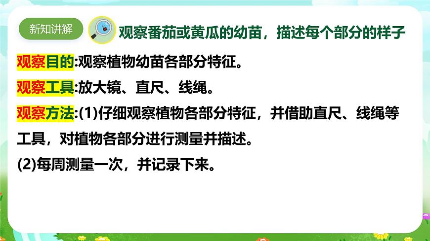 【核心素養(yǎng)】蘇教版（2017）科學(xué)三下 1.2《幼苗長(zhǎng)大了》課件第4頁