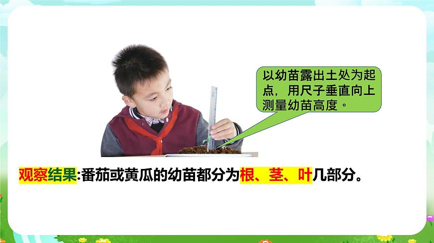 【核心素養(yǎng)】蘇教版（2017）科學(xué)三下 1.2《幼苗長(zhǎng)大了》課件第5頁