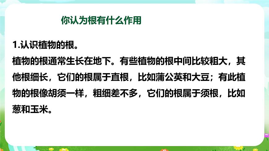 【核心素養(yǎng)】蘇教版（2017）科學(xué)三下 1.2《幼苗長(zhǎng)大了》課件第6頁
