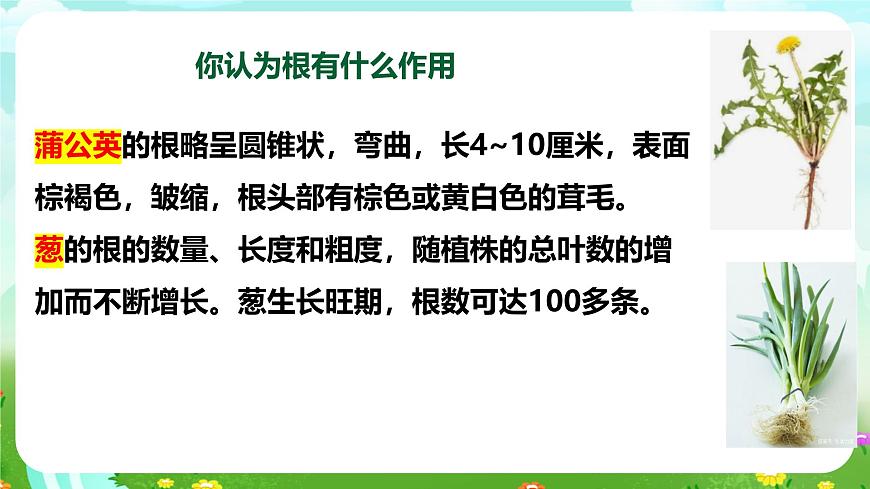 【核心素養(yǎng)】蘇教版（2017）科學(xué)三下 1.2《幼苗長(zhǎng)大了》課件第7頁