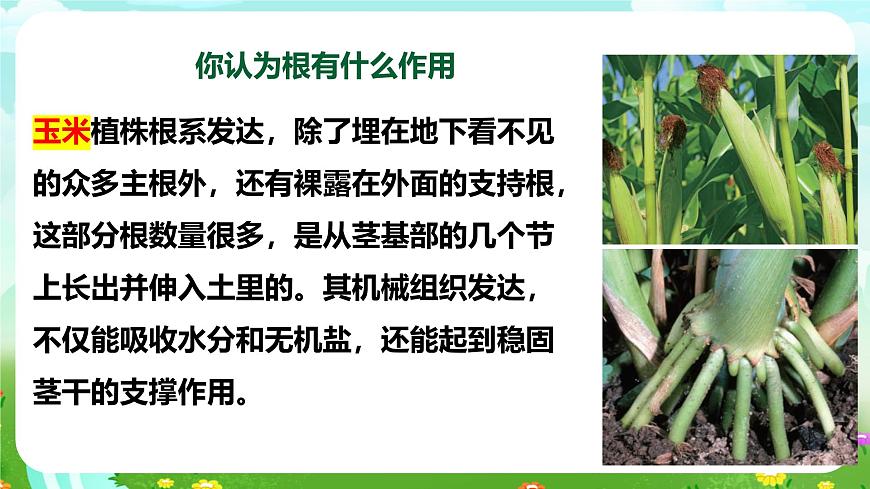 【核心素養(yǎng)】蘇教版（2017）科學(xué)三下 1.2《幼苗長(zhǎng)大了》課件第8頁