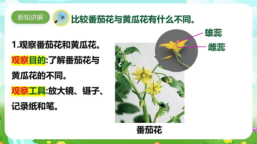 【核心素養(yǎng)】蘇教版（2017）科學(xué)三下 1.3《植物開花了》課件第4頁