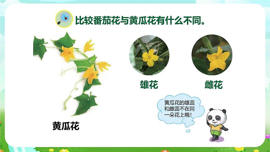 【核心素養(yǎng)】蘇教版（2017）科學(xué)三下 1.3《植物開花了》課件第5頁
