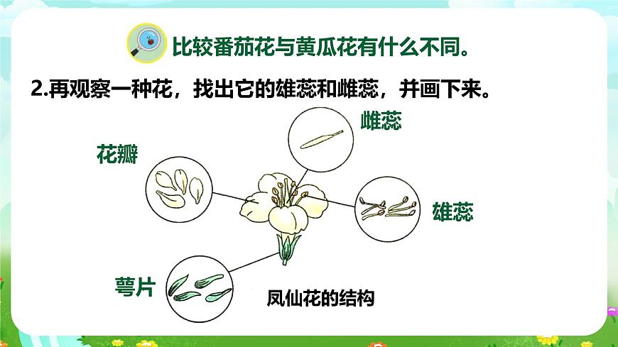【核心素養(yǎng)】蘇教版（2017）科學(xué)三下 1.3《植物開花了》課件第8頁
