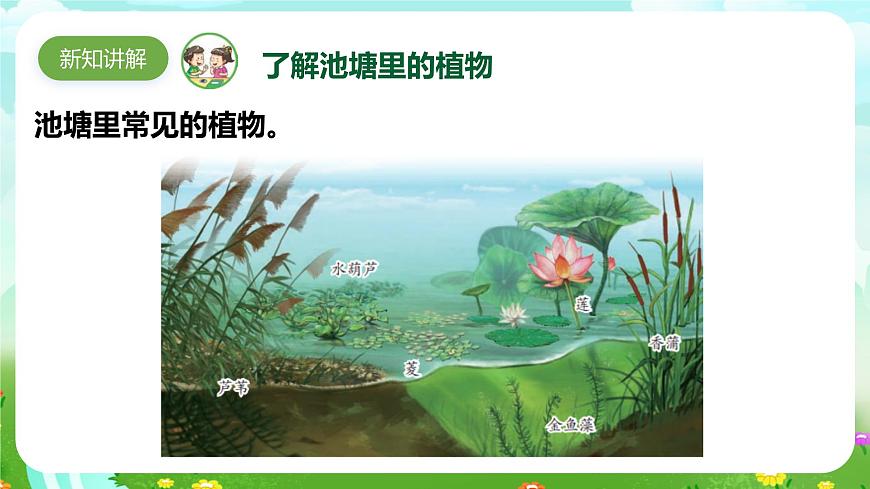 【核心素養(yǎng)】蘇教版（2017）科學(xué)三下 2.7《水里的植物》課件第4頁