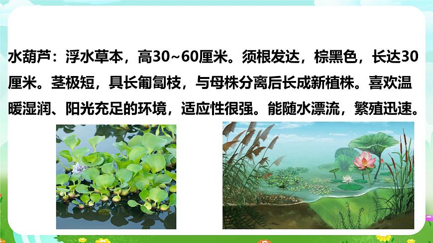 【核心素養(yǎng)】蘇教版（2017）科學(xué)三下 2.7《水里的植物》課件第5頁
