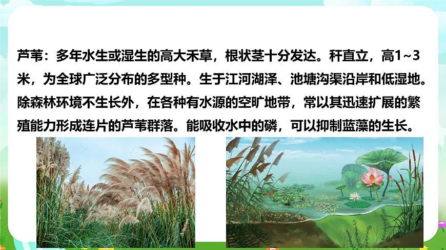 【核心素養(yǎng)】蘇教版（2017）科學(xué)三下 2.7《水里的植物》課件第6頁