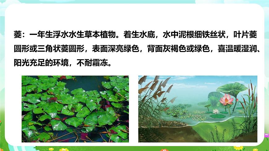 【核心素養(yǎng)】蘇教版（2017）科學(xué)三下 2.7《水里的植物》課件第7頁