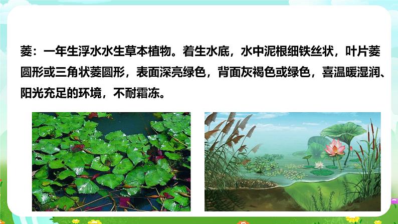 【核心素养】苏教版(2017)科学三下 2.7《水里的植物》课件第7页