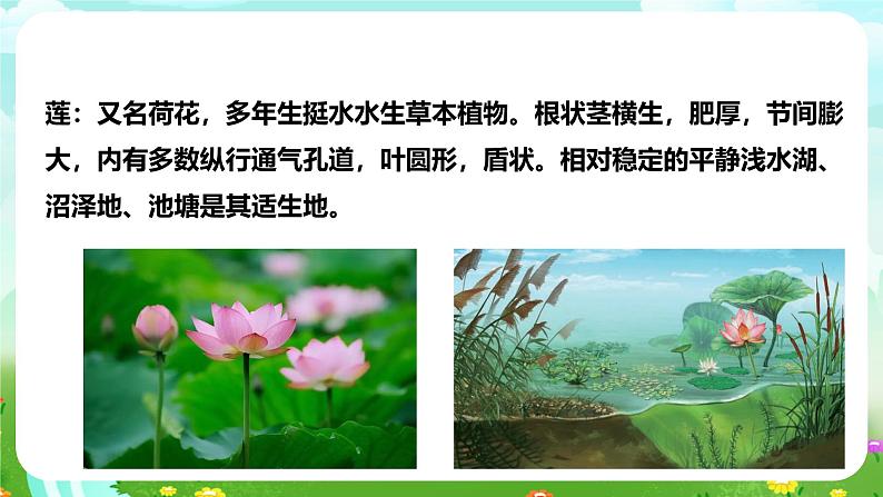 【核心素养】苏教版(2017)科学三下 2.7《水里的植物》课件第8页