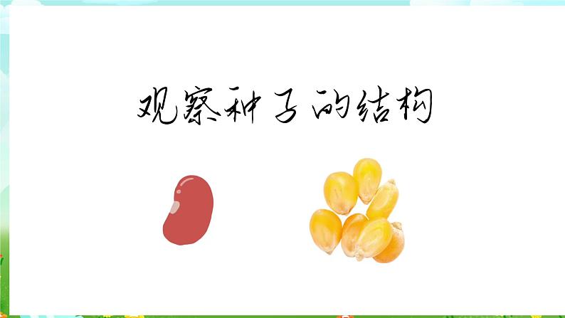青岛版六三制(2017)科学三年级下册 第13课《种子发芽了》课件第5页