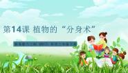 青岛版（六三制）(2024)三年级下册（2017）14 植物的“分身术”优秀课件ppt