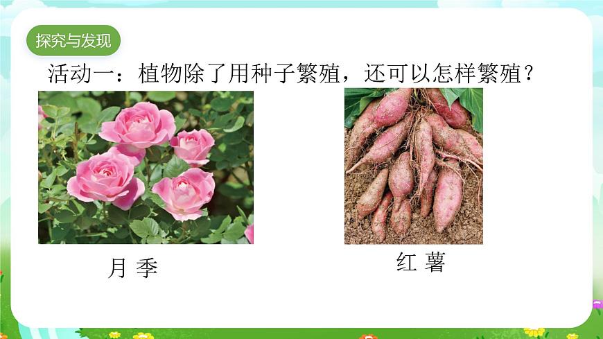 青島版六三制(2017)科學(xué)三年級下冊 第14課《植物的“分身術(shù)”》課件第4頁
