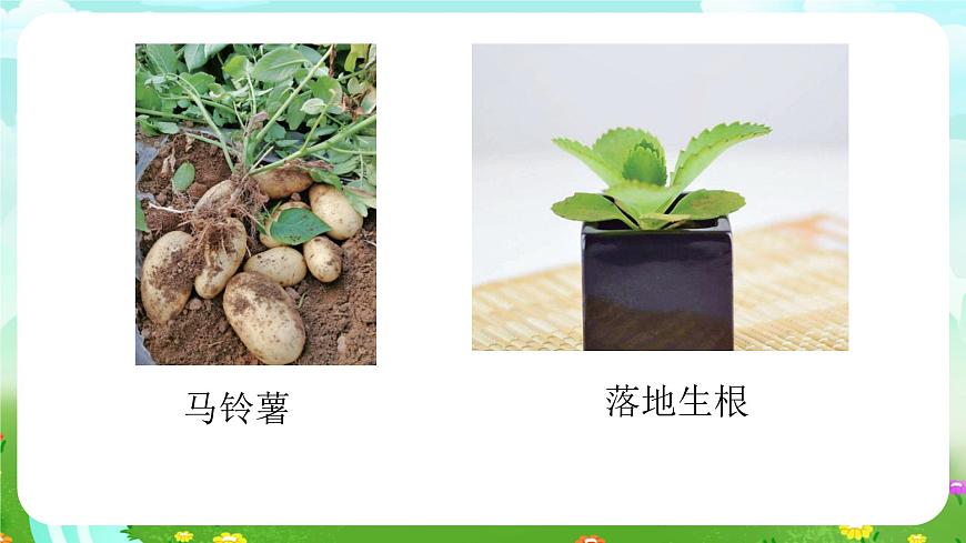 青島版六三制(2017)科學(xué)三年級下冊 第14課《植物的“分身術(shù)”》課件第5頁