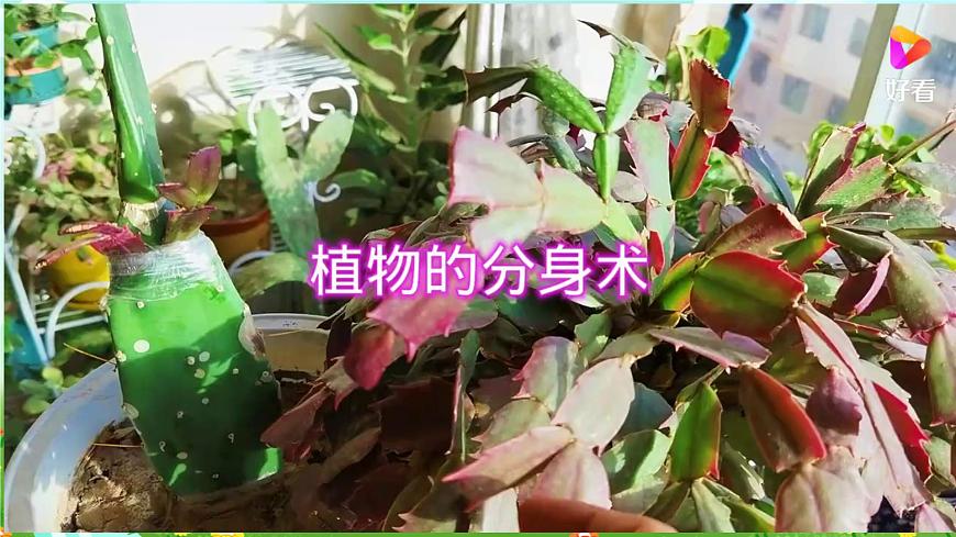 青島版六三制(2017)科學(xué)三年級下冊 第14課《植物的“分身術(shù)”》課件第8頁