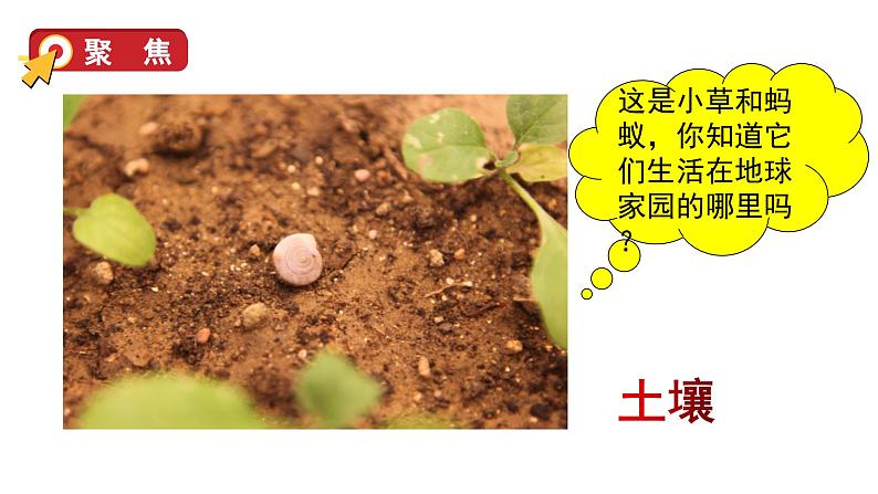 2024教科版科学二年级上册第一单元我们的地球家园2土壤——动植物的乐园教学课件第4页
