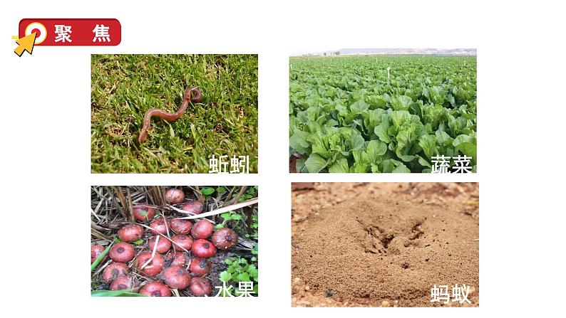 2024教科版科学二年级上册第一单元我们的地球家园2土壤——动植物的乐园教学课件第6页
