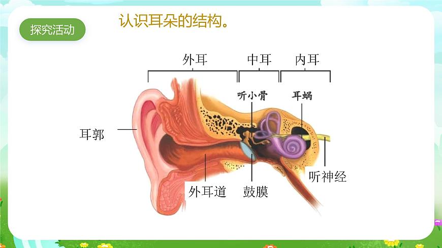 青島版六三制（2017）科學(xué)六年級(jí)下冊(cè) 第3課《聽覺》課件第4頁(yè)