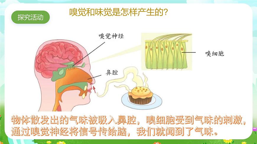 青島版六三制（2017）科學(xué)六年級下冊 第4課《嗅覺和味覺》課件第4頁