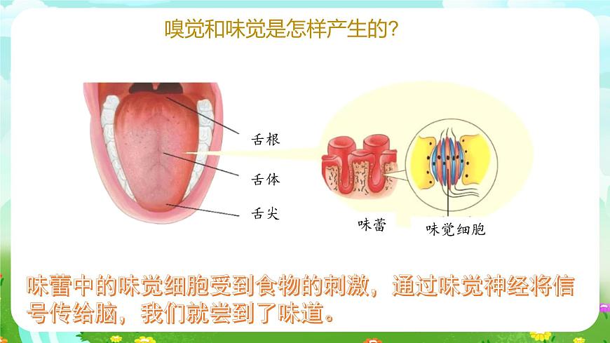 青島版六三制（2017）科學(xué)六年級下冊 第4課《嗅覺和味覺》課件第7頁