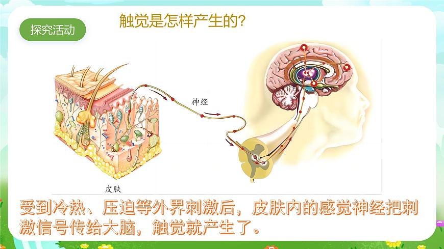 青島版六三制（2017）科學(xué)六年級下冊 第5課《觸覺》課件第4頁