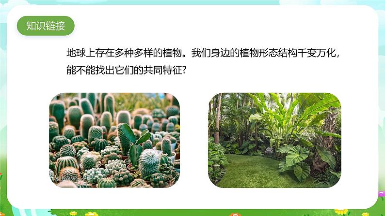 青岛版六三制(2017)科学六年级下册 第6课《给植物分类》课件第3页