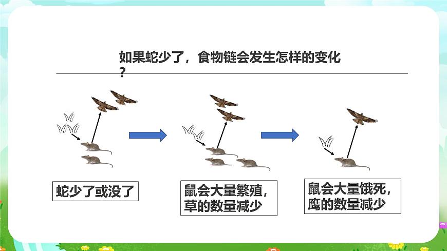 粵教粵科版（2019）科學六下 3.17《食物網(wǎng)中的生物》課件第6頁