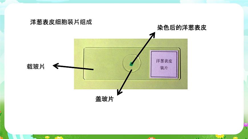 粵教粵科版（2019）科學(xué)五年級(jí)下冊(cè) 第9課《用顯微鏡來(lái)觀察》課件第8頁(yè)