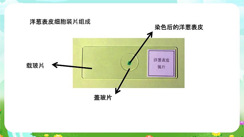 粤教粤科版(2019)科学五年级下册 第9课《用显微镜来观察》课件第8页