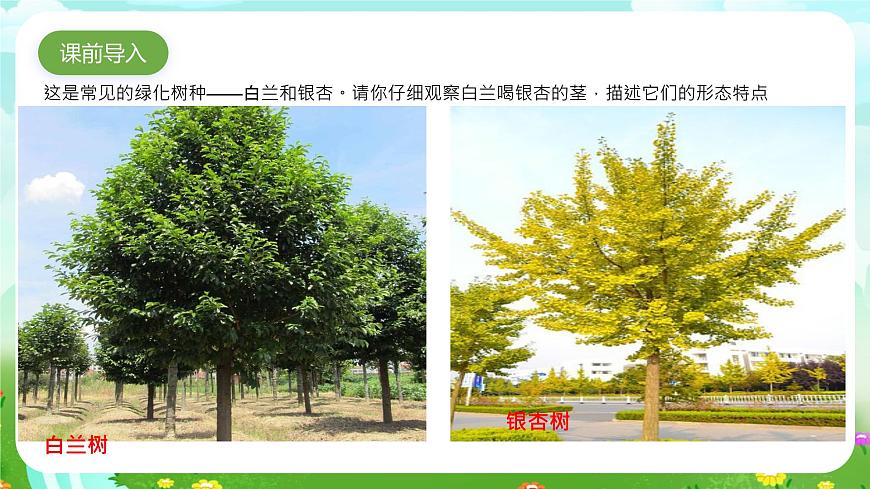 粵教粵科版（2019）科學(xué)四年級(jí)下冊(cè) 第1課《白蘭和銀杏》課件第2頁(yè)
