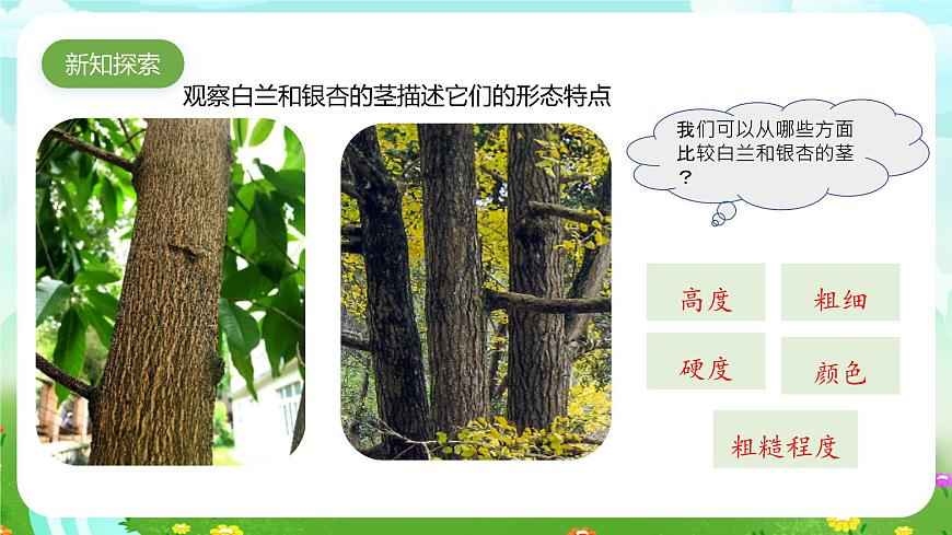 粵教粵科版（2019）科學(xué)四年級(jí)下冊(cè) 第1課《白蘭和銀杏》課件第4頁(yè)