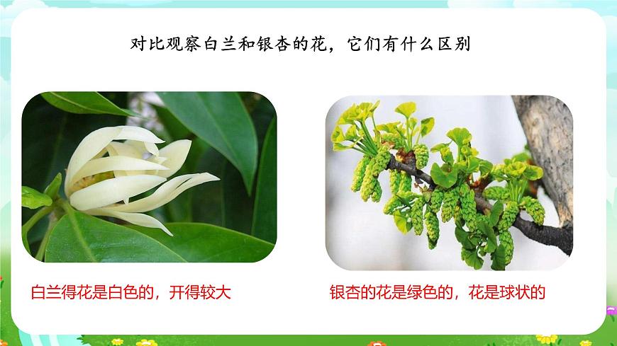 粵教粵科版（2019）科學(xué)四年級(jí)下冊(cè) 第1課《白蘭和銀杏》課件第8頁(yè)